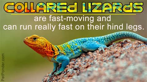 100 facts about lizards.